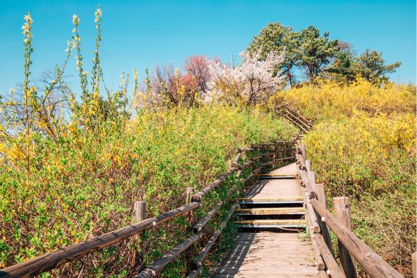 things to do in seoul in august