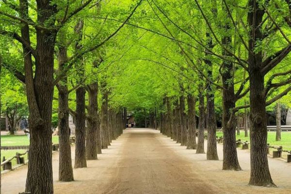 things to do in seoul in june