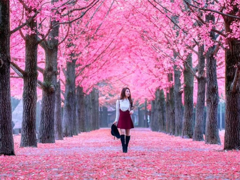 cherry blossoms festival in korea